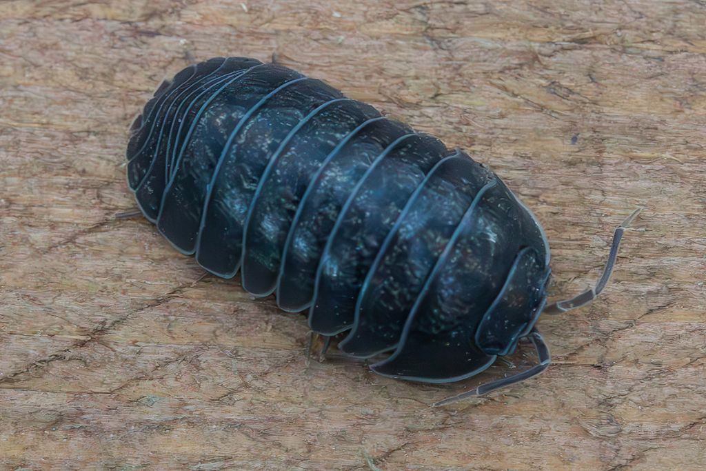 Armadillidiidae - Armadillidium sp.